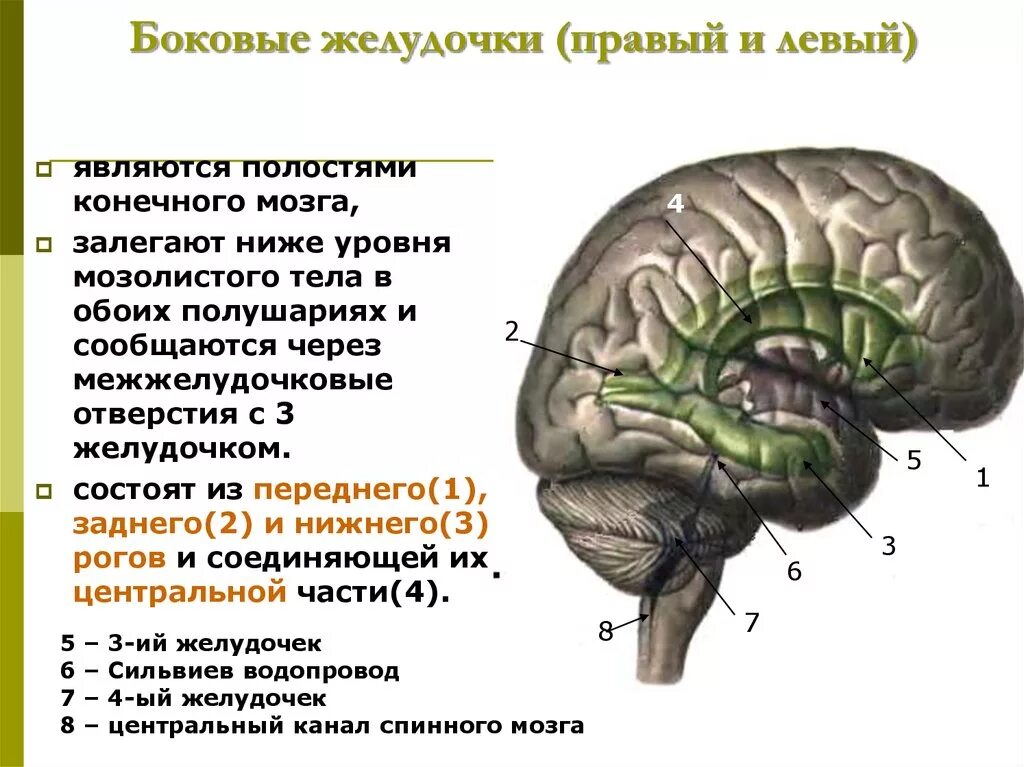 Строение боковых желудочков мозга. Стенки боковых желудочков конечного мозга. Боковые желудочки полушарий мозга. Латеральные желудочки мозга. Задний мозг полость