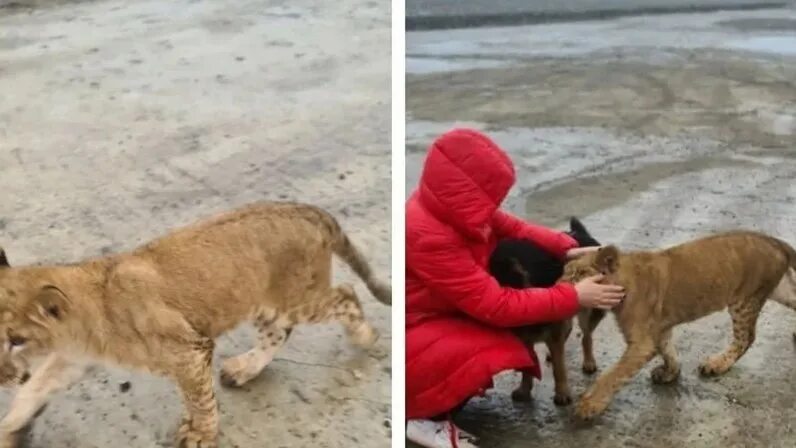 Лев найдена человек. Лев гуляет по улице. Лев ушел из зоопарка. Зоопарк левы. Тайган в крыму лев чука.