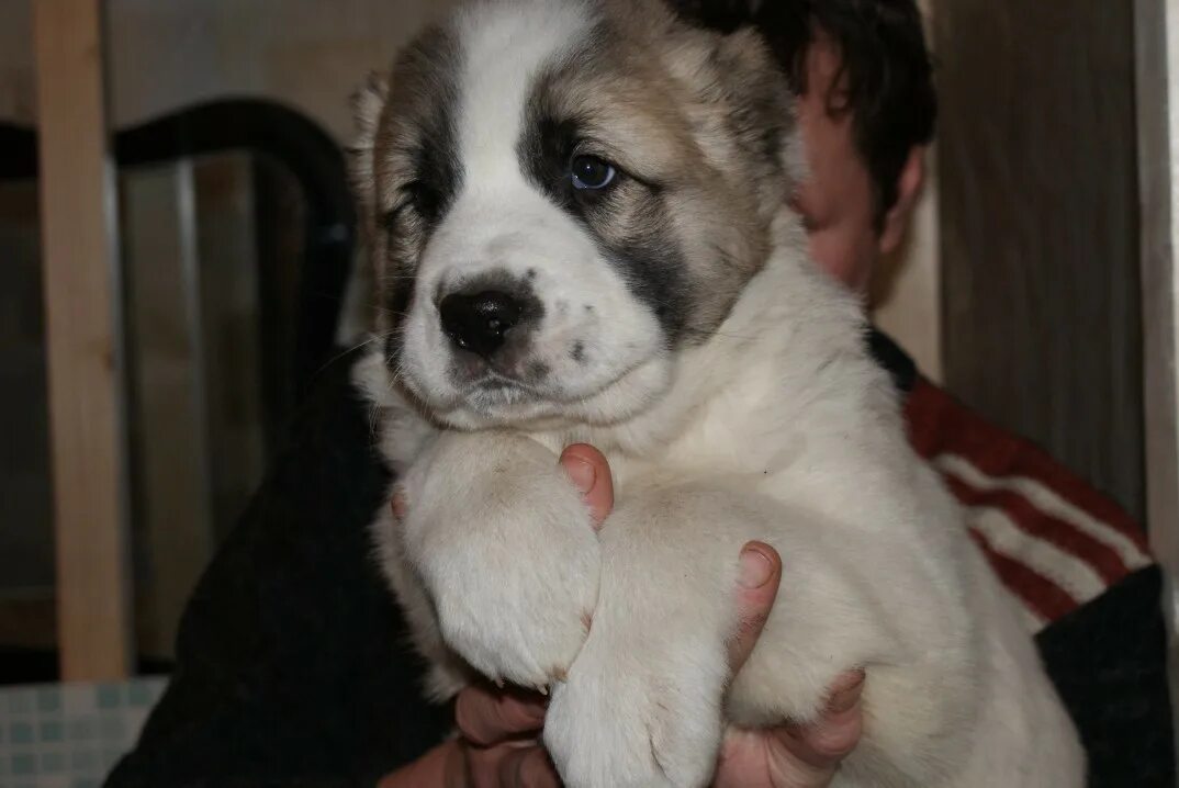 Алабай собака фото цена щенка в иркутске I will buy a puppy of the Central Asian Shepherd (Alabai) tel: 89050858750 Photo