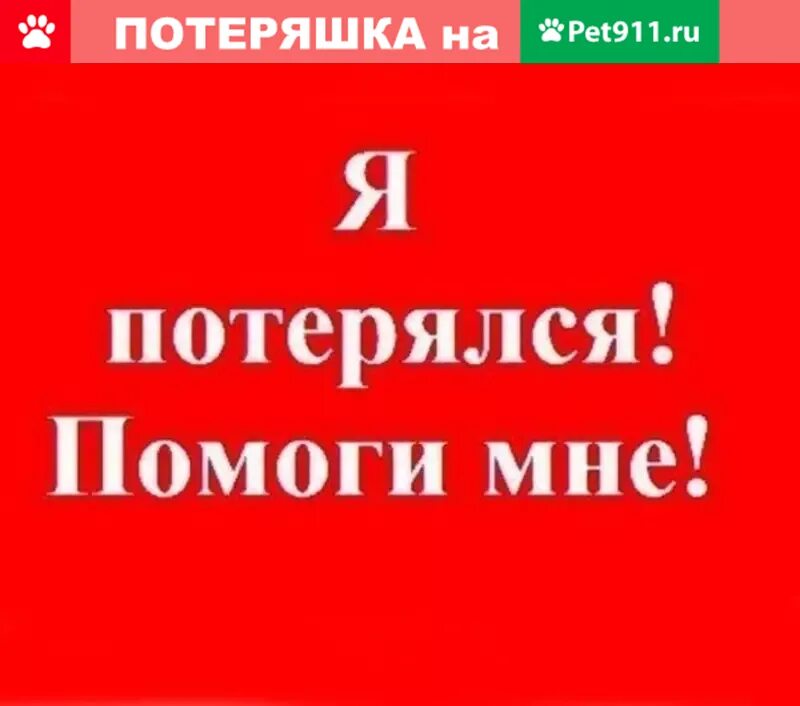Внимание найдена собака. Я потерялся картинки. Кто что потерял?. Только она потерялась. Только она потерялась.