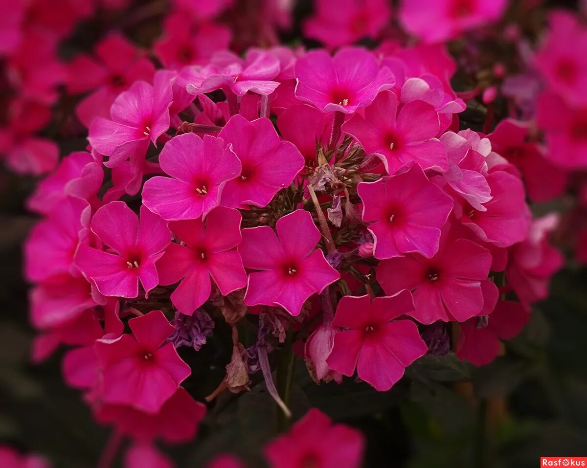 флокс тенор фото. флокс (phlox tenor). флокс тенор красный. флокс тенор фото. флокс тенор фото.