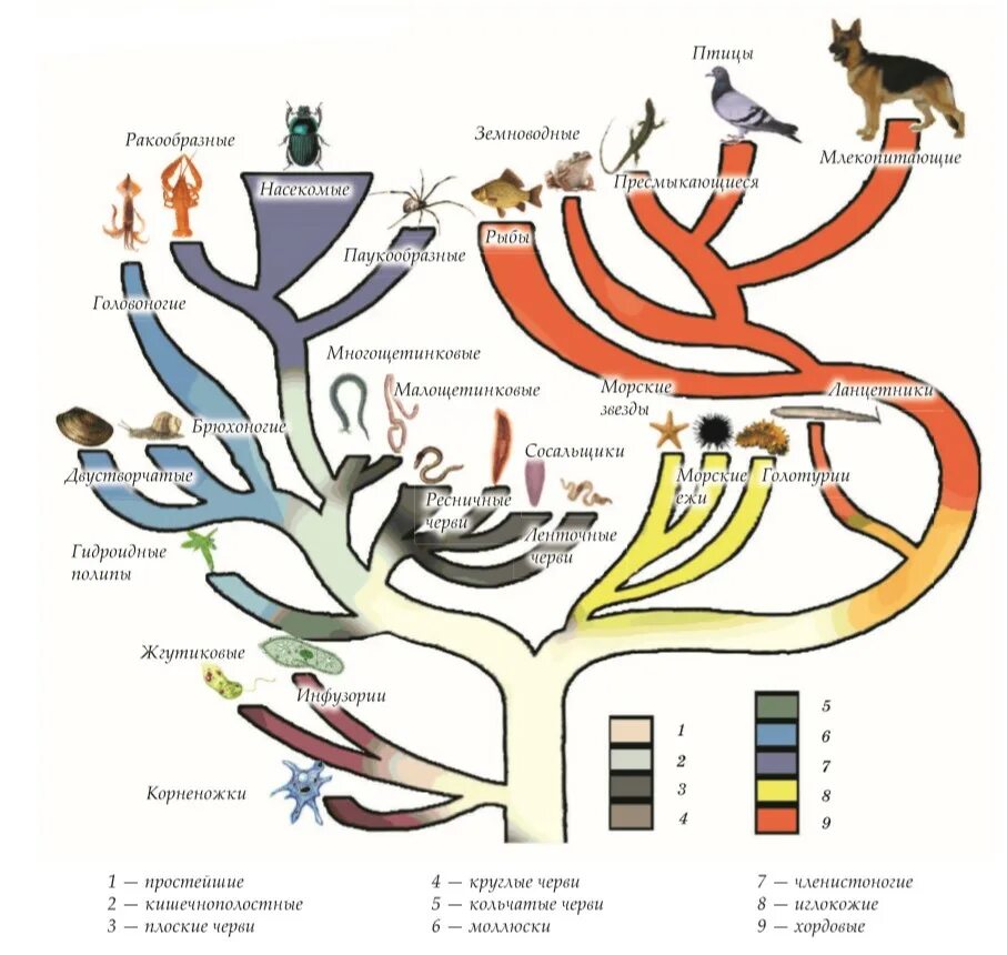 Схема эволюционного развития животного. Систематика животных в эволюции. Филогенетическое Древо хордовых животных. Установите последовательность появления групп животных на земле