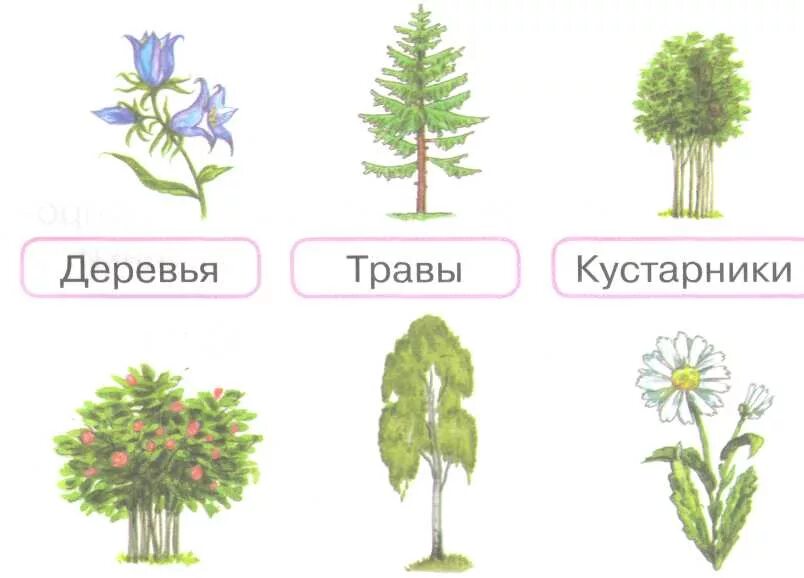 Две группы деревьев. Деревья кустарники травы. Деревья для дошкольников. Дерево куст трава. Деревья кустарники травы задания для дошкольников.