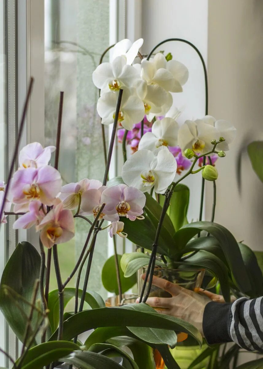 Орхидея комнатная. Орхидеи на подоконнике. Цветы комнатные Орхидея. Увядающая Орхидея.