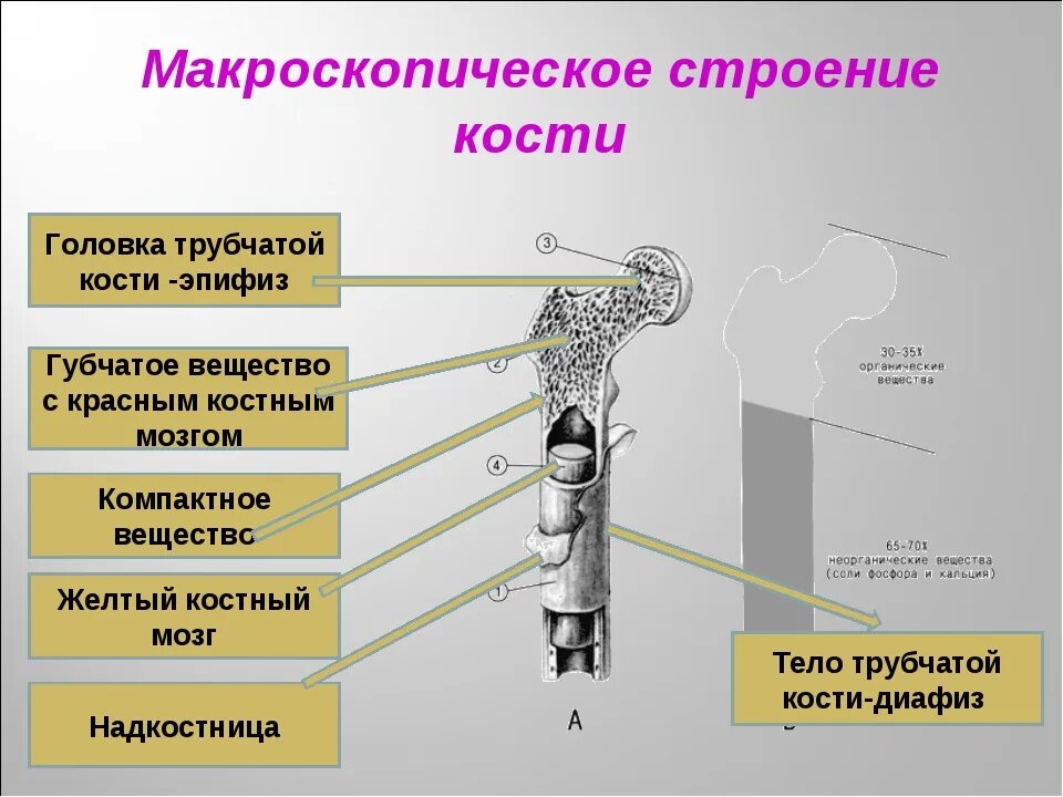 Строение кости. Кость строение. Строение кости человека. Строение кости биология. Химические свойства костей человека