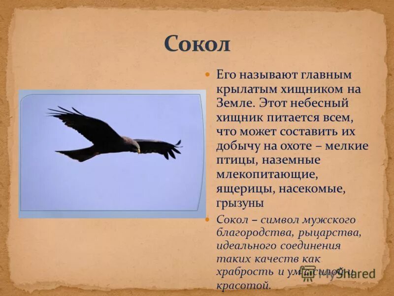 крылатый хищник переносное значение. фразеологизм. предложение со словосочетанием волчий хвост. фразеологизмы рисунки. мистические животные.