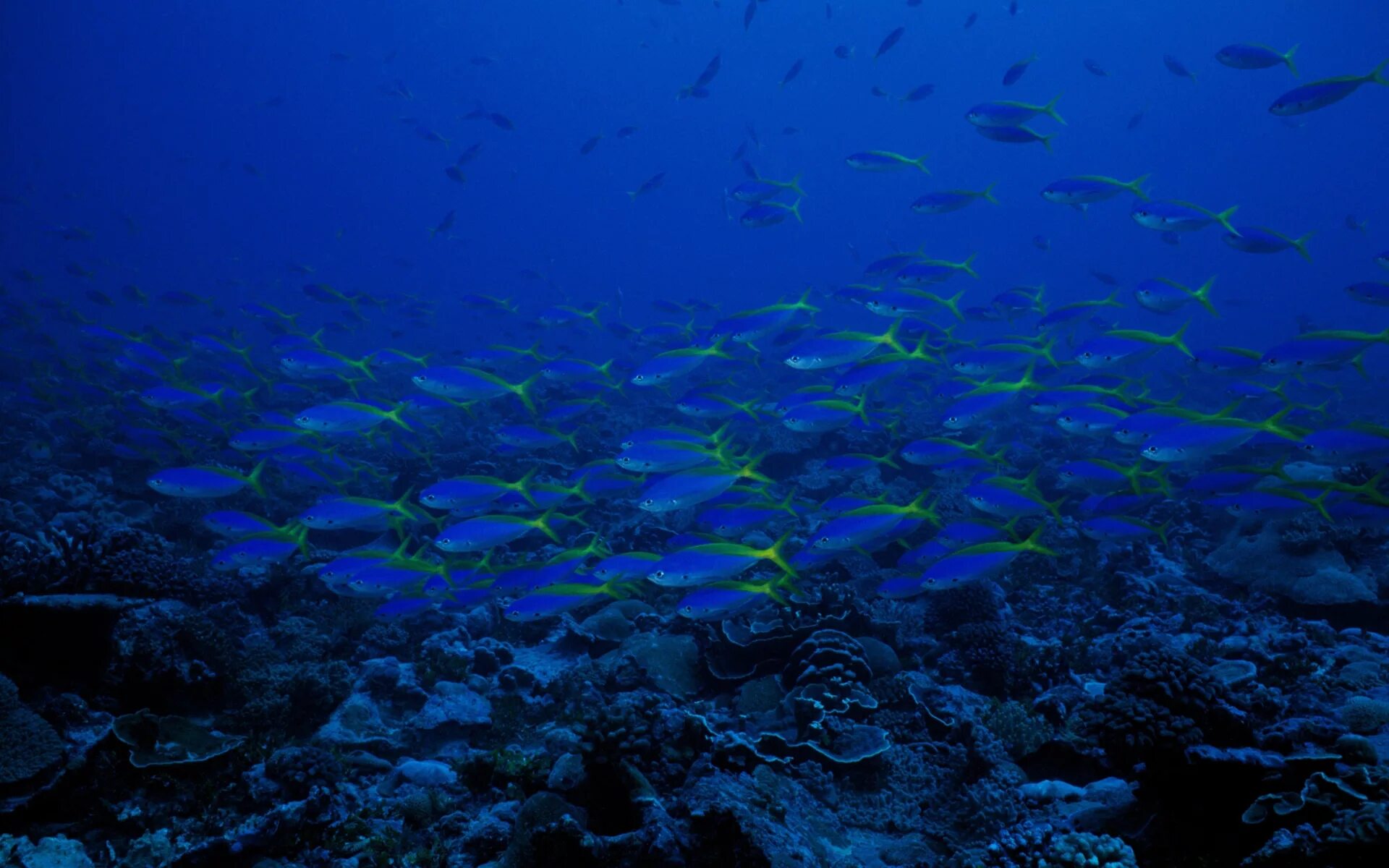 Подводный мир. Подводный мир Средиземного моря. Дно океана. Подводный мир океана. Что находится в воде рыбы