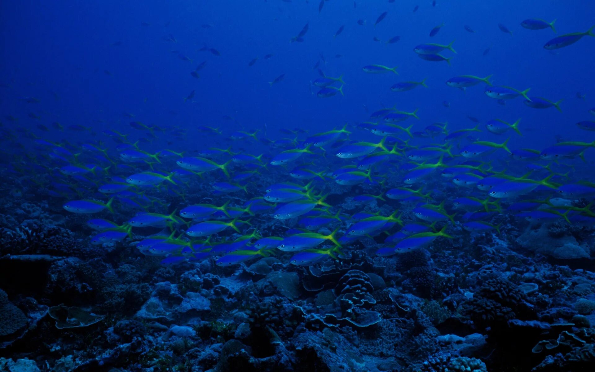 Подводный мир. Подводный мир Средиземного моря. Дно океана. Подводный мир океана.