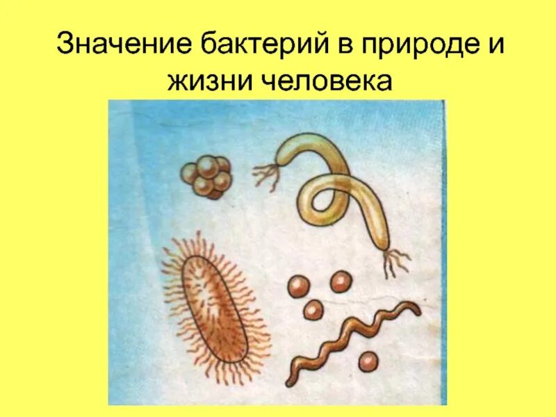 Каково значение бактерий в жизни человека впр. Значение бактерий. Бактерии в природе и жизни человека. Значение бактермм в природе. Зачение баскетерий в природ.