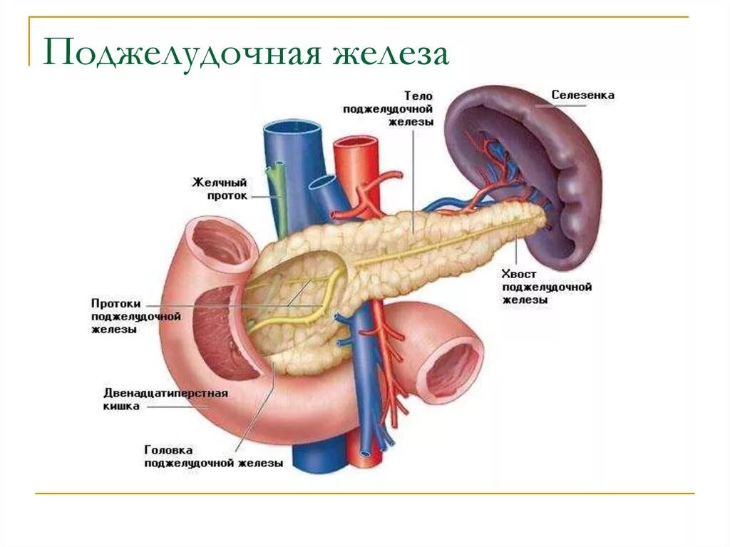 Покажи картинку поджелудочной железы