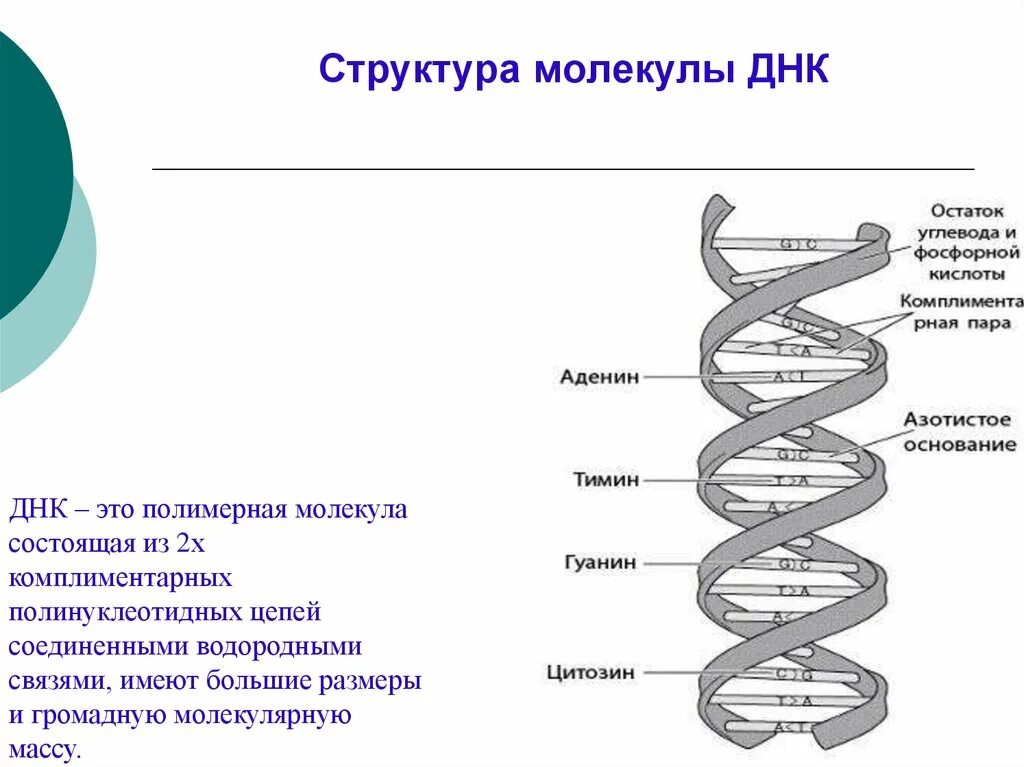 Схема строения молекулы ДНК. Нарисуйте схему строения ДНК. Структура молекулы ДНК. Структурное строение молекулы ДНК.