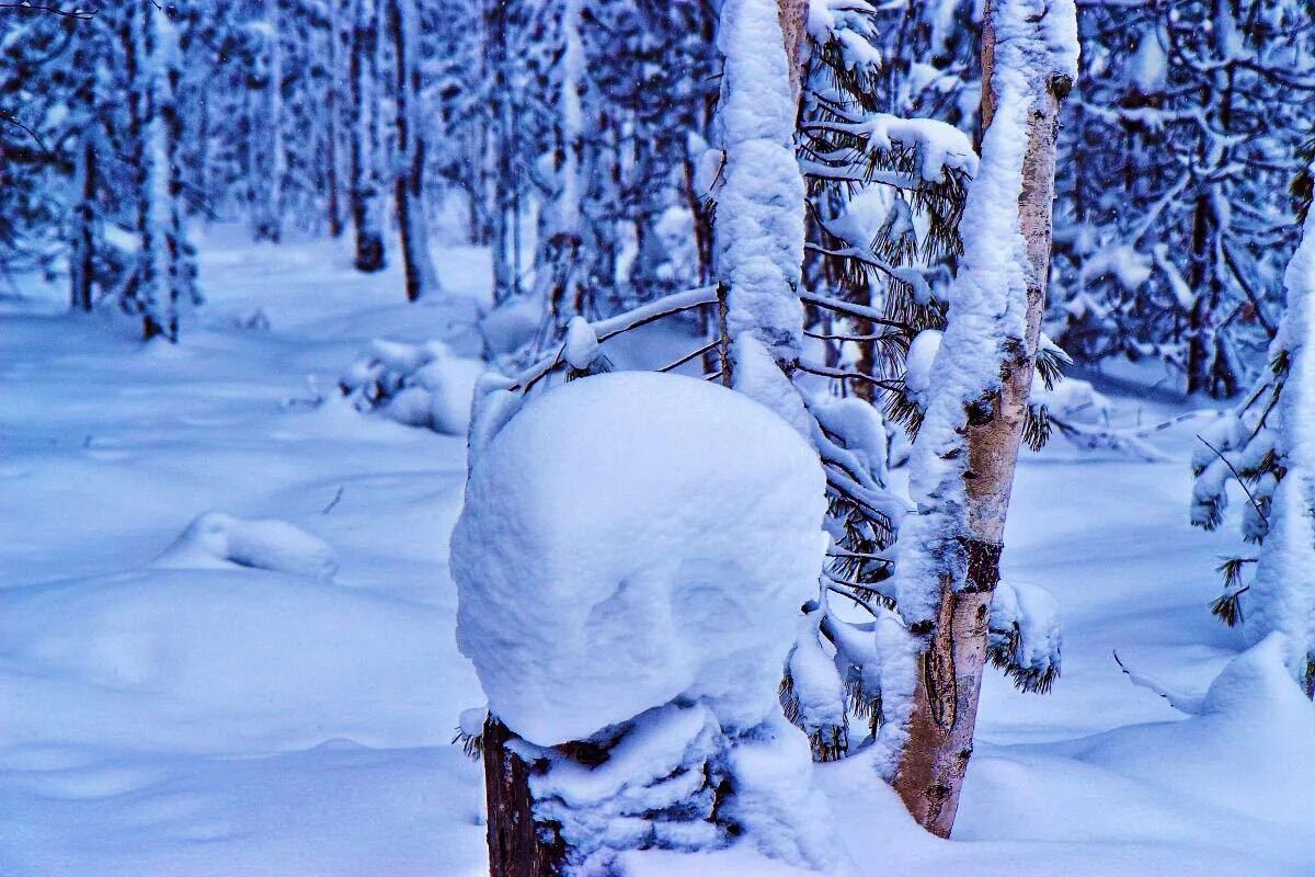 снег природа лес декабрь. деревья в снегу. сосна зимой. пихта сибирская зимой. зима солнце.