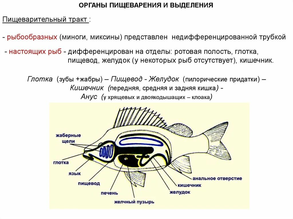 Пищеварительная система система рыб. Функции пищеварительной системы у рыб 7 класс. Пищевод желудок кишечник рыб функция.