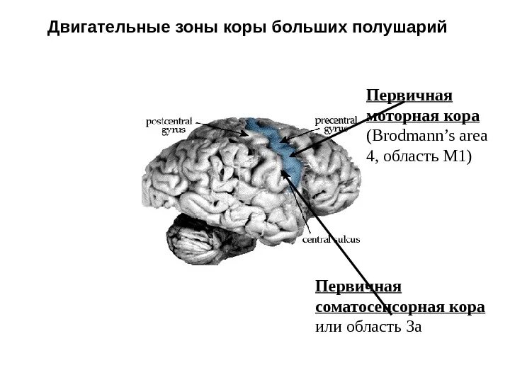 Ассоциативные сенсорные зоны коры. Ассоциативные сенсорные зоны коры. Ассоциативные сенсорные зоны коры. Локализация в коре сенсорных моторных и ассоциативных областей. Моторная зона коры.