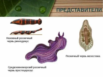 Форма тела ресничных червей