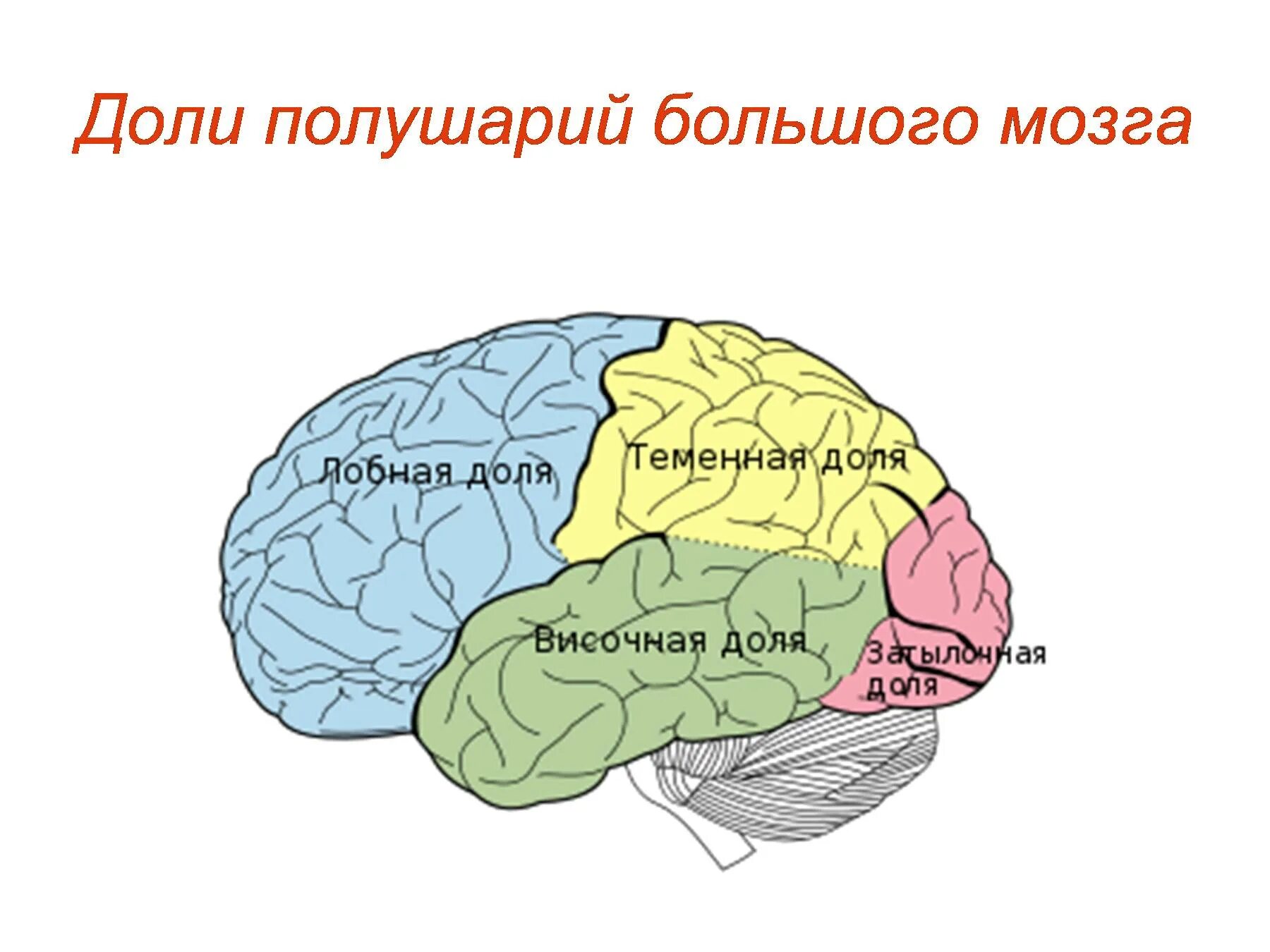 Основные доли мозга. Основные доли коры головного мозга. Доли коры больших полушарий головного мозга. Доли больших полушарий головного мозга рисунок.