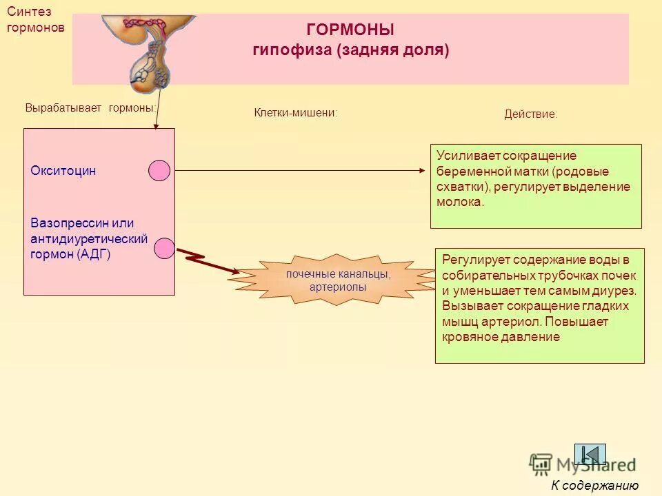 Антидиуретический гормон гипофиза