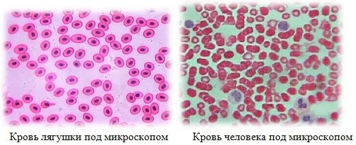 Клетки эритроцитов лягушки. Кровь лягушки микро преппарат. микропрепарат крови лягушки. микропрепарат эритроциты лягушки. эритроциты крови человека и лягушки.
