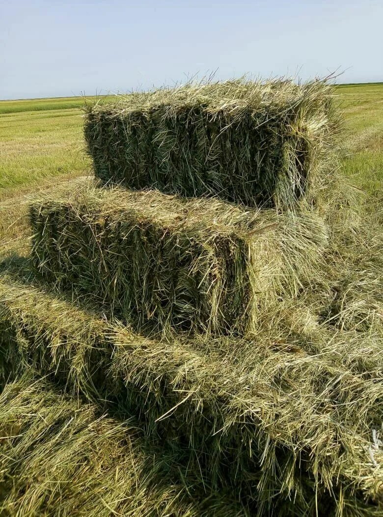 1 тюк сена. Сено (Клевер+люцерна) 1 тюк. Луговое сено в тюках. Тюк сена прп 150. Сено в квадратных тюках.