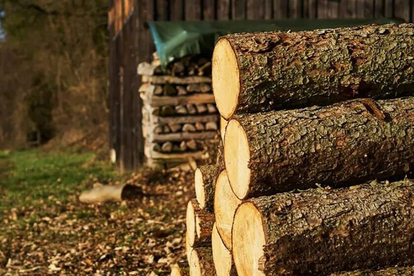 хищение леса