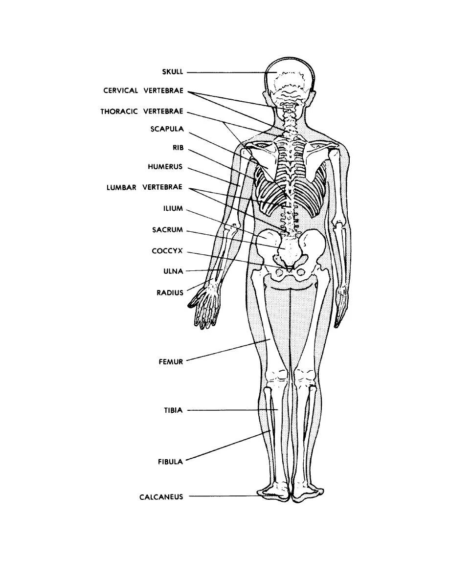 Строение органов человека. Скелет с внутренними органами. Строение скелета человека.