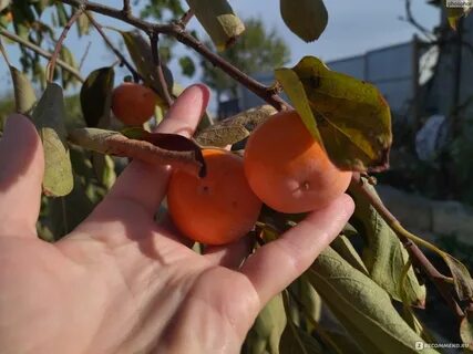 Хурма сорт россиянка описание отзывы