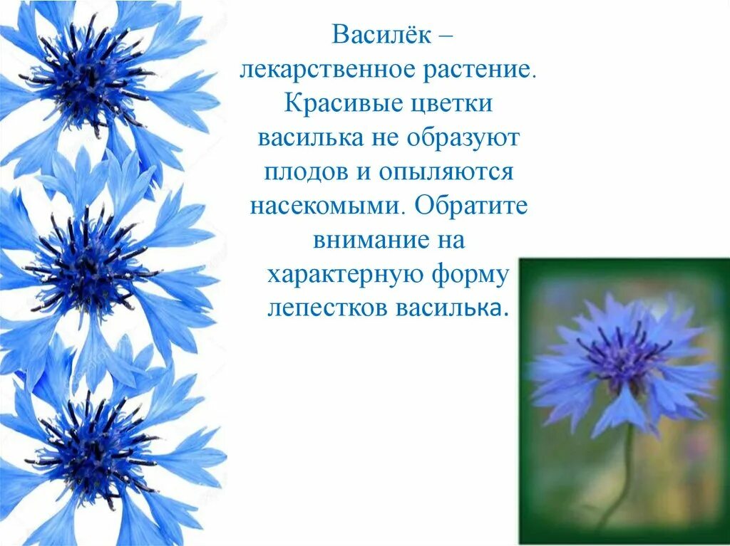 Какой тип питания характерен для василька. Василек. Василек лекарственный. Форма лепестков василька. Василек лекарственное растение.