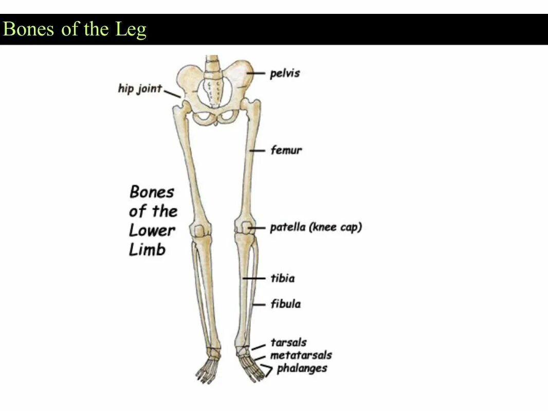 Leg Bones. Bones of lower Limb the femur. Фибула кость. Joint Bone of lower Limb.