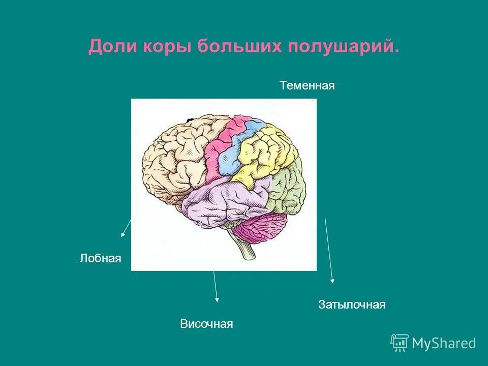 Доли коры головного мозга функции. Функции лобной доли коры больших полушарий. Зоны чувствительности коры больших полушарий. Функции лобной доли больших полушарий головного мозга. Функции лобной доли коры больших полушарий.