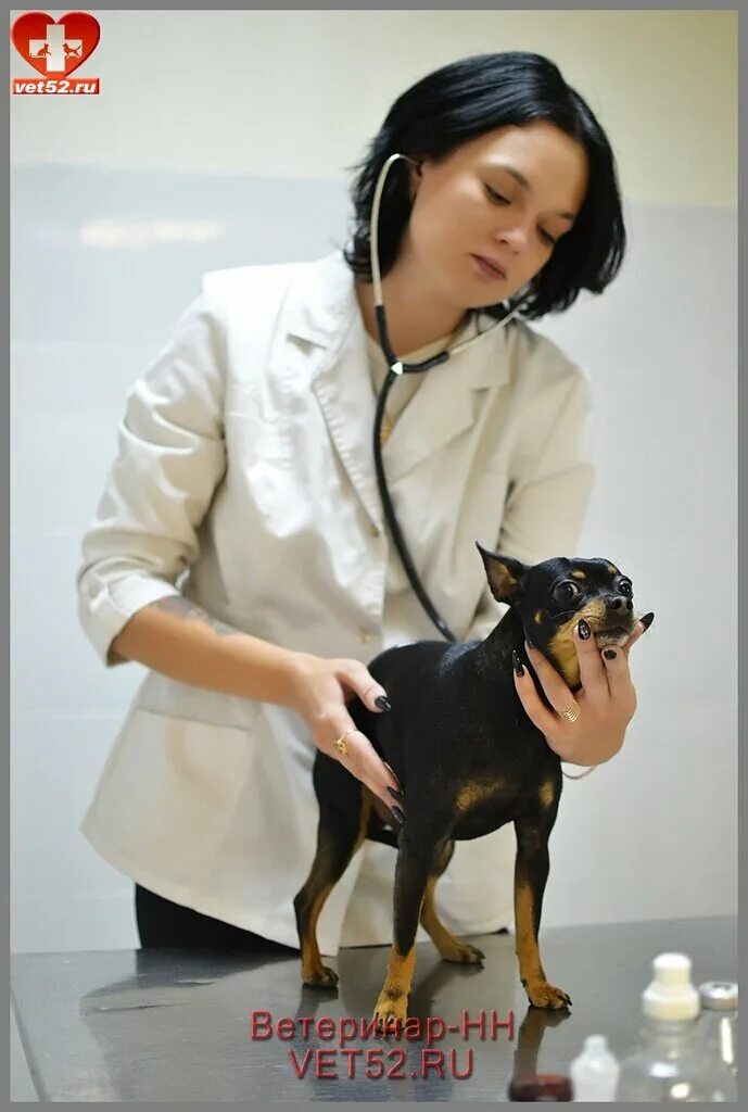 ветврач нижний новгород. лорд ветеринарная клиника нижний новгород комарова 19. данилов дмитрий николаевич ветеринар. ветеринар нижний новгород. ветврач нижний новгород.