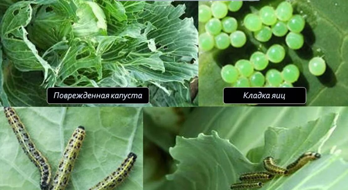 Средство от гусениц на капусте. Капустная белянка гусеница на капусте. гусеница капустной белянки. капустная белянка на капусте. гусеницы белянки и совки.