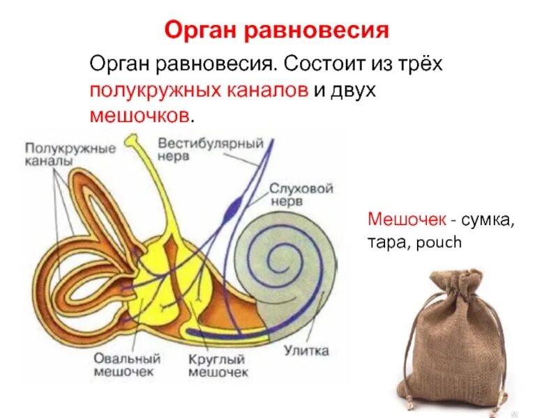 Практическая работа проверьте ваш вестибулярный аппарат 8. Строение мешочков вестибулярного аппарата. Мешочки полукружного канала. Три полукружных канала и два мешочка. Орган равновесия полукружные каналы.