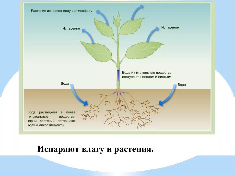 Вода поступает в корень через. Испарение воды растениями транспирация. Схема транспирации растений. Структура растения транспирация. Пути транспирации растений.