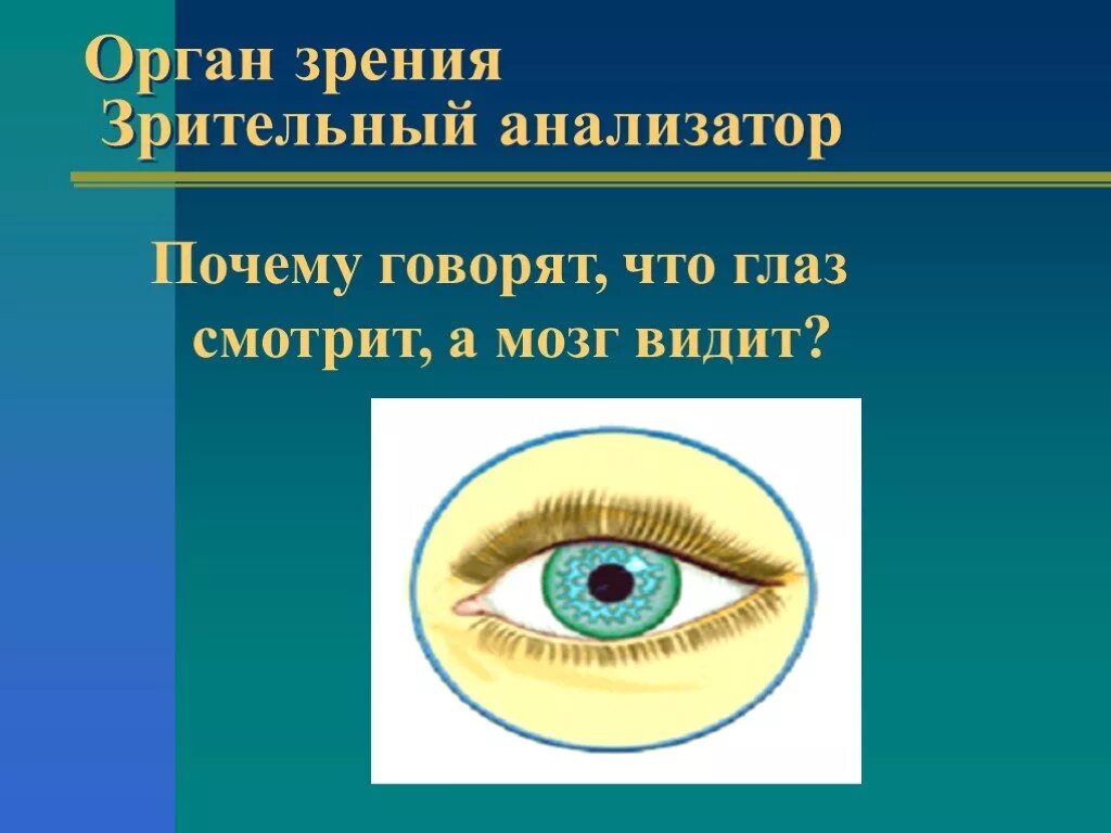 Презентация понятие об анализаторах зрительный анализатор. Биология 8 класс анализаторы зрения. Орган зрения. Орган зрения орган. Презентация на тему зрение.