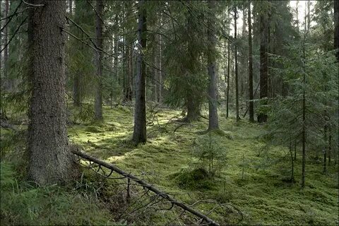 Темнохвойный лес