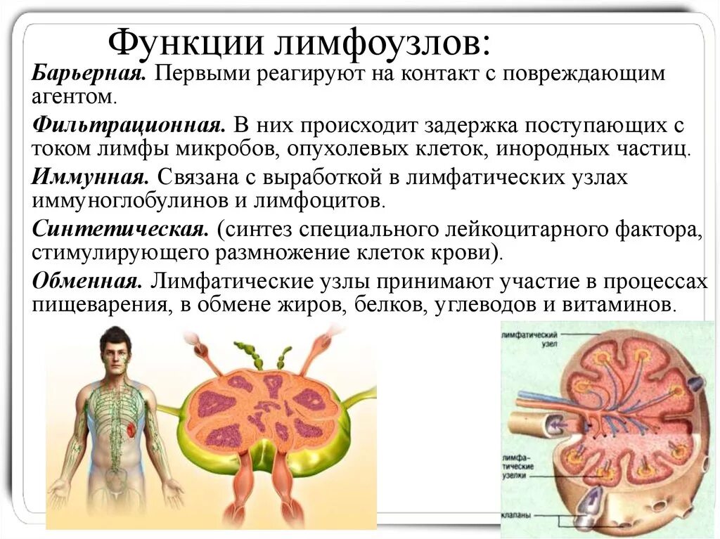 Какие функции лимфатических узлов. Лимфатические узлы строение и функции. Основная иммунологическая функция лимфатического узла. Лимфатический узелфукции. Строение и функции лимфатических узлов анатомия.