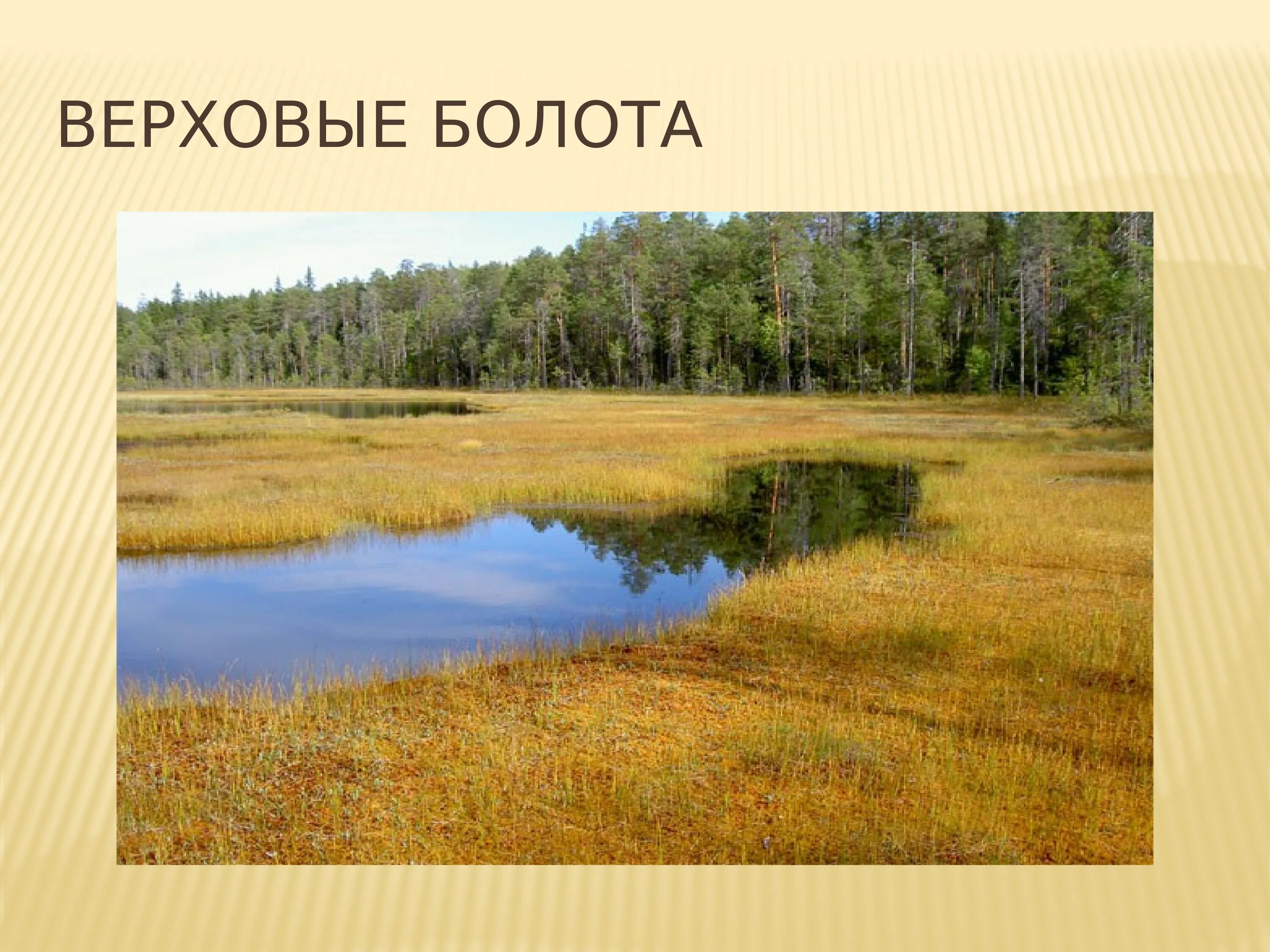 В мещерском крае нет никаких богатств. Верховые болота. слайд верховые болота. богатства мещерского края. верховое болото выпуклое.