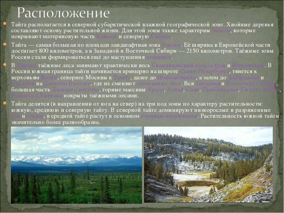 особенности природной зоны тайги. тайга природная зона. зона тайги растительный мир. доклад о тайге. буклет природная зона тайга.