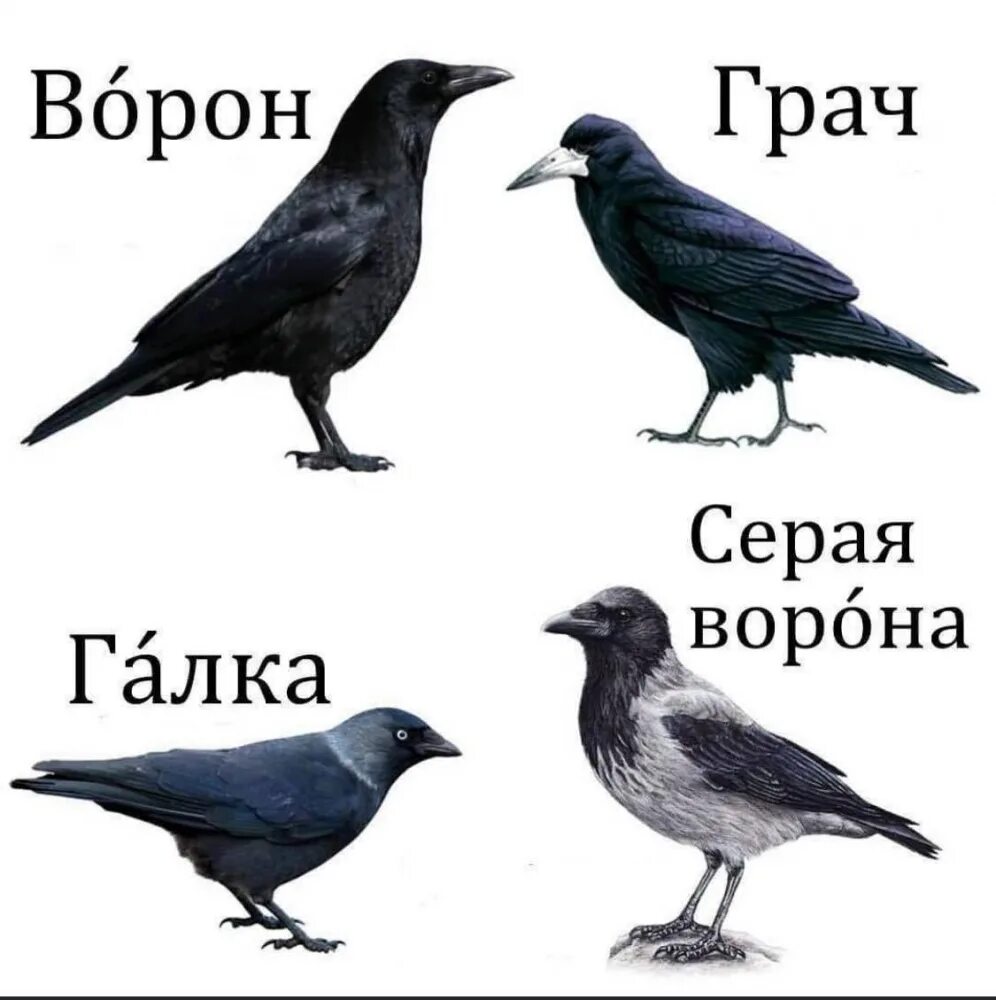 Эти интересные грачи - ЯПлакалъ