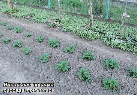 Клубника как сажать рассаду в грунт