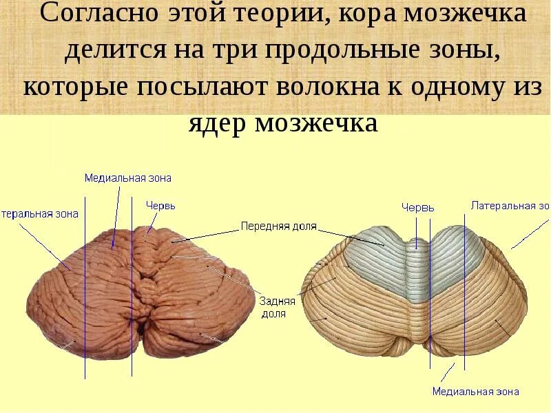 Мозжечок. Структуры мозжечка. Функция и роль мозжечка. Части древнего, старого и нового мозжечка. Тест мозжечок