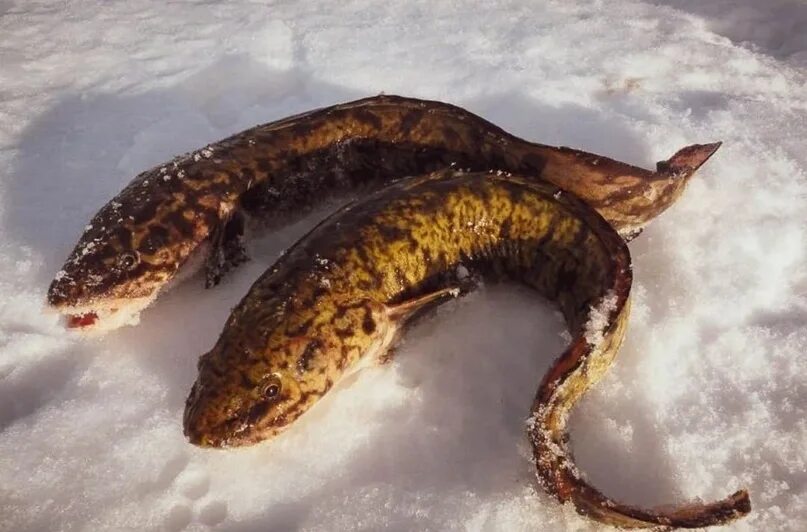 Речная рыба налим. Рыба налим семейство. Рыба налим семейство. Налим фото. Налим сибирский.