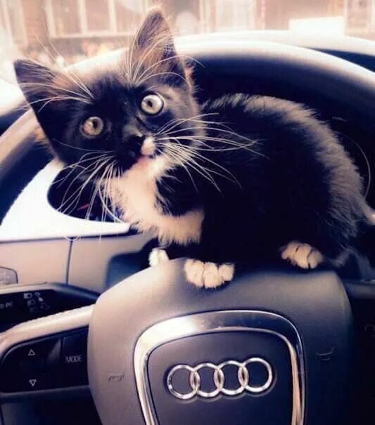 Black cat car