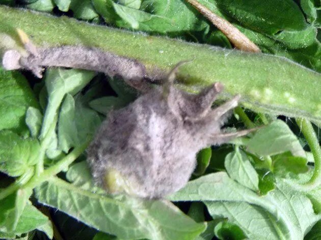 Серая гниль – botrytis cinerea. Botrytis cinerea томата. Серая гниль на томатах. Бактериальная пятнистость томатов. Серая гниль на помидорах.