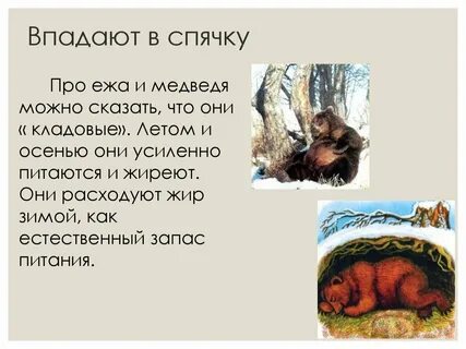 Когда медведи впадают в спячку