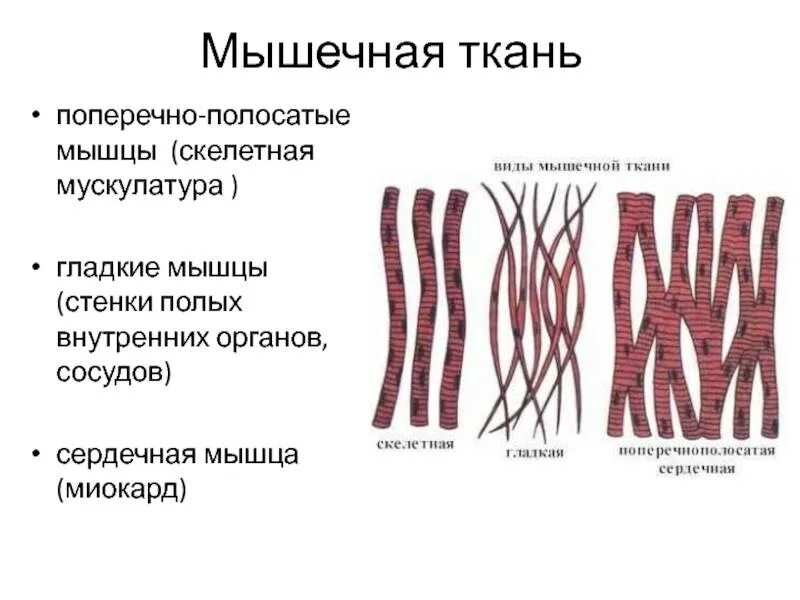 Поперечнополосатая мышечная ткань сердца. Поперечнополосатая сердечная мышечная ткань. Поперечнополосатая Скелетная мышечная ткань. Скелетная поперечнополосатая мышечная ткангладкая. Межклеточные соединения гладкой мышечной ткани.