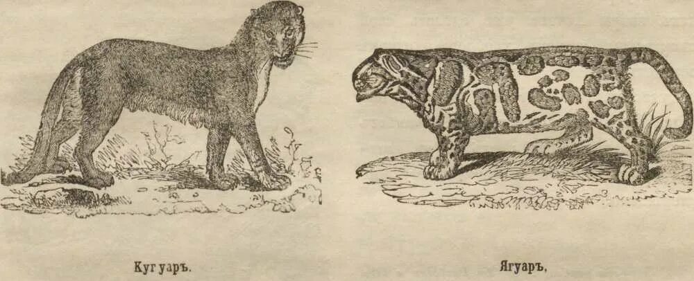 Труды аристотеля о животных. История становления и развития науки зоология. История животных аристотель книга. История животных книга. Труд история животных.