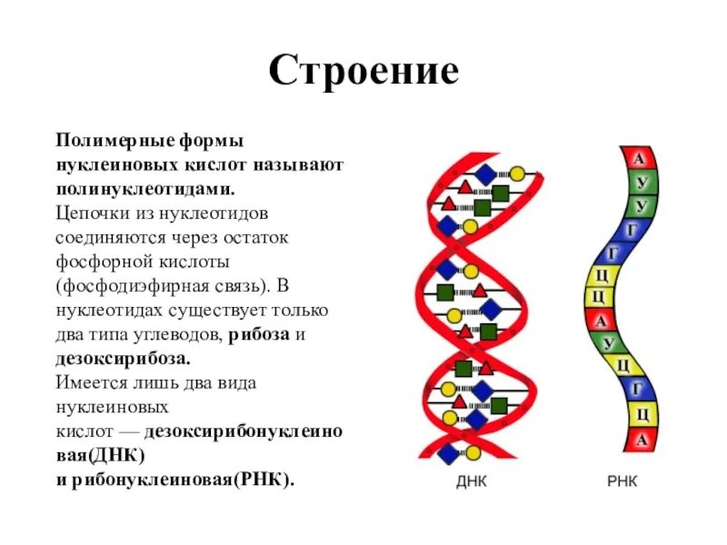 Строение нуклеиновых кислот ДНК И РНК. Строение нуклеиновых кислот ДНК. Структура нуклеиновых кислот ДНК И РНК. Структура нуклеиновых кислот РНК.