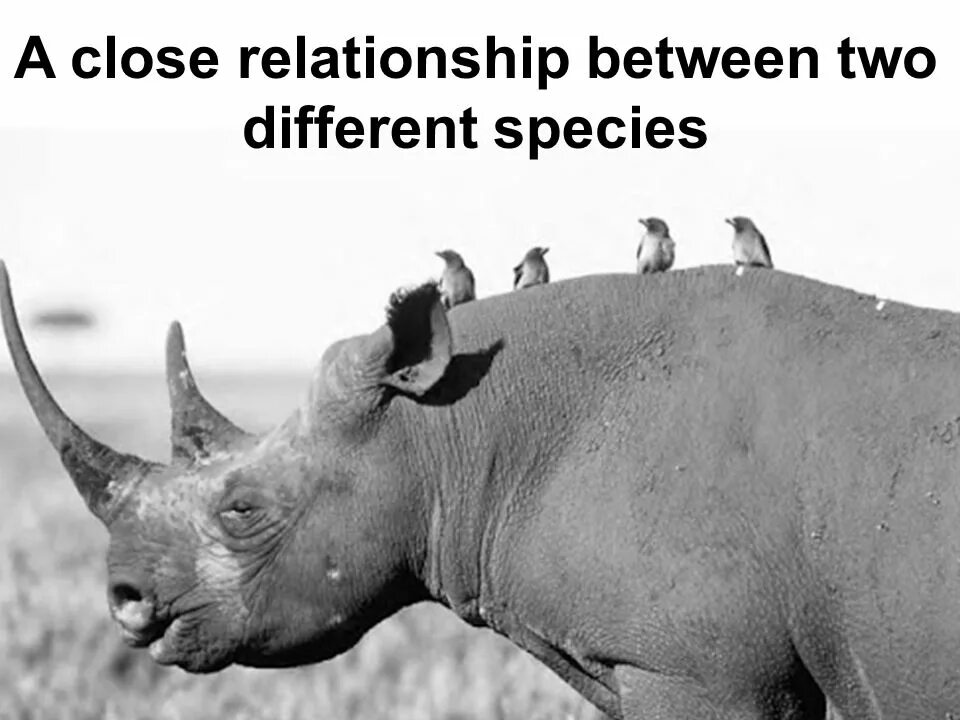 воловьи птицы. симбиоз носорога и воловьих птиц. африканский черный носорог. взаимоотношения носорога и воловьей птицы. носорог нгоронгоро крюгер серенгети.