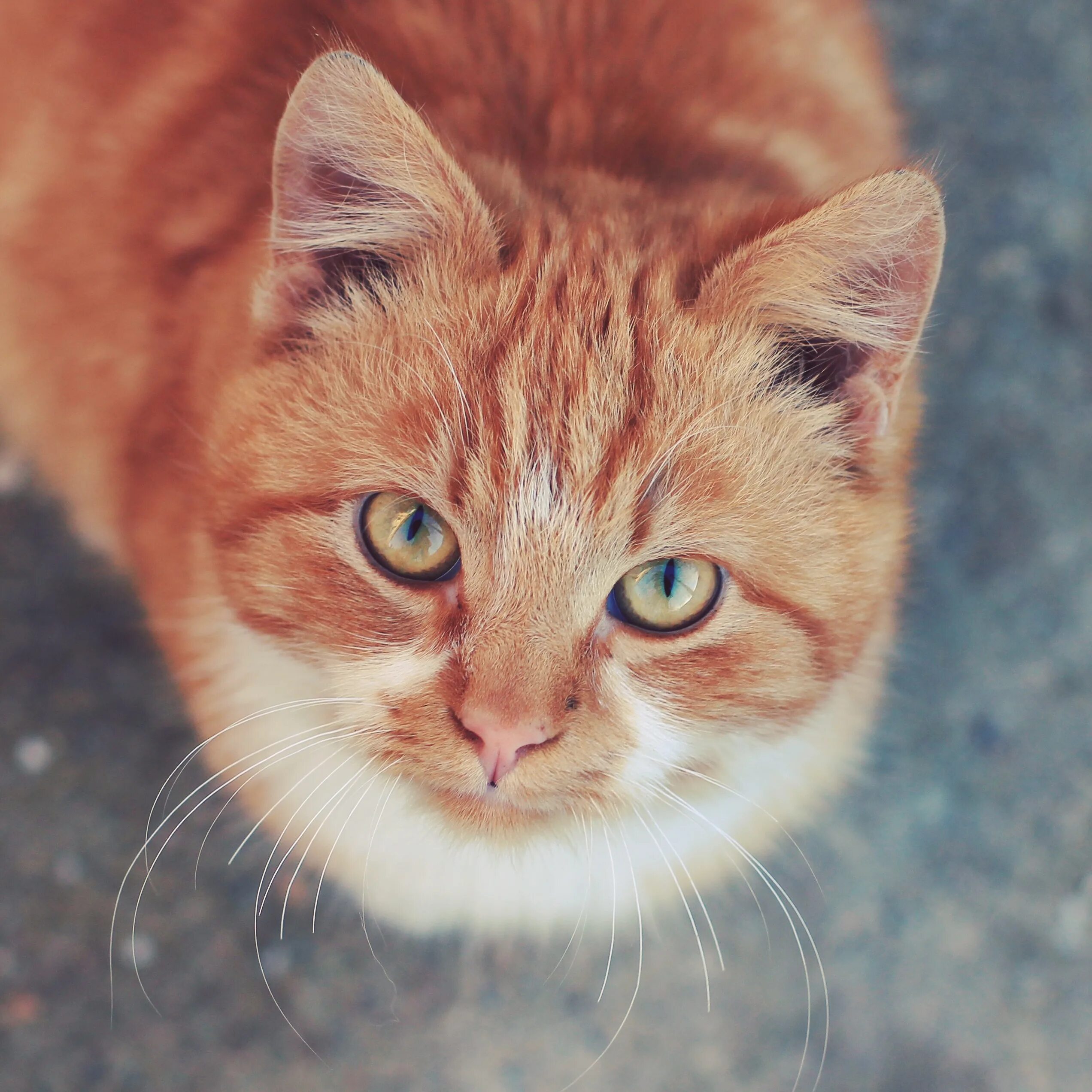 Персиковый полосатый кот. Персиковая полосатая кошка. Бурый полосатый кот. Персиковый полосатый кот с коричневыми глазами. This your cat